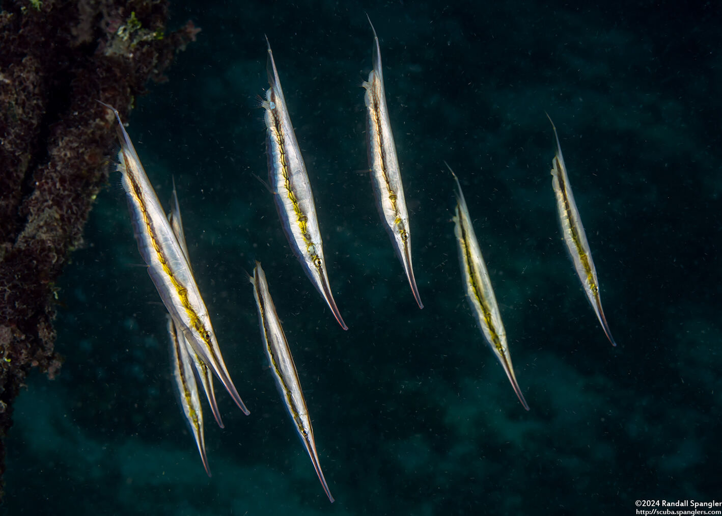 Aeoliscus strigatus (Hinged Shrimpfish)