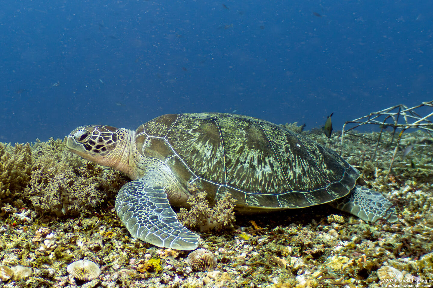 Chelonia mydas (Green Sea Turtle)