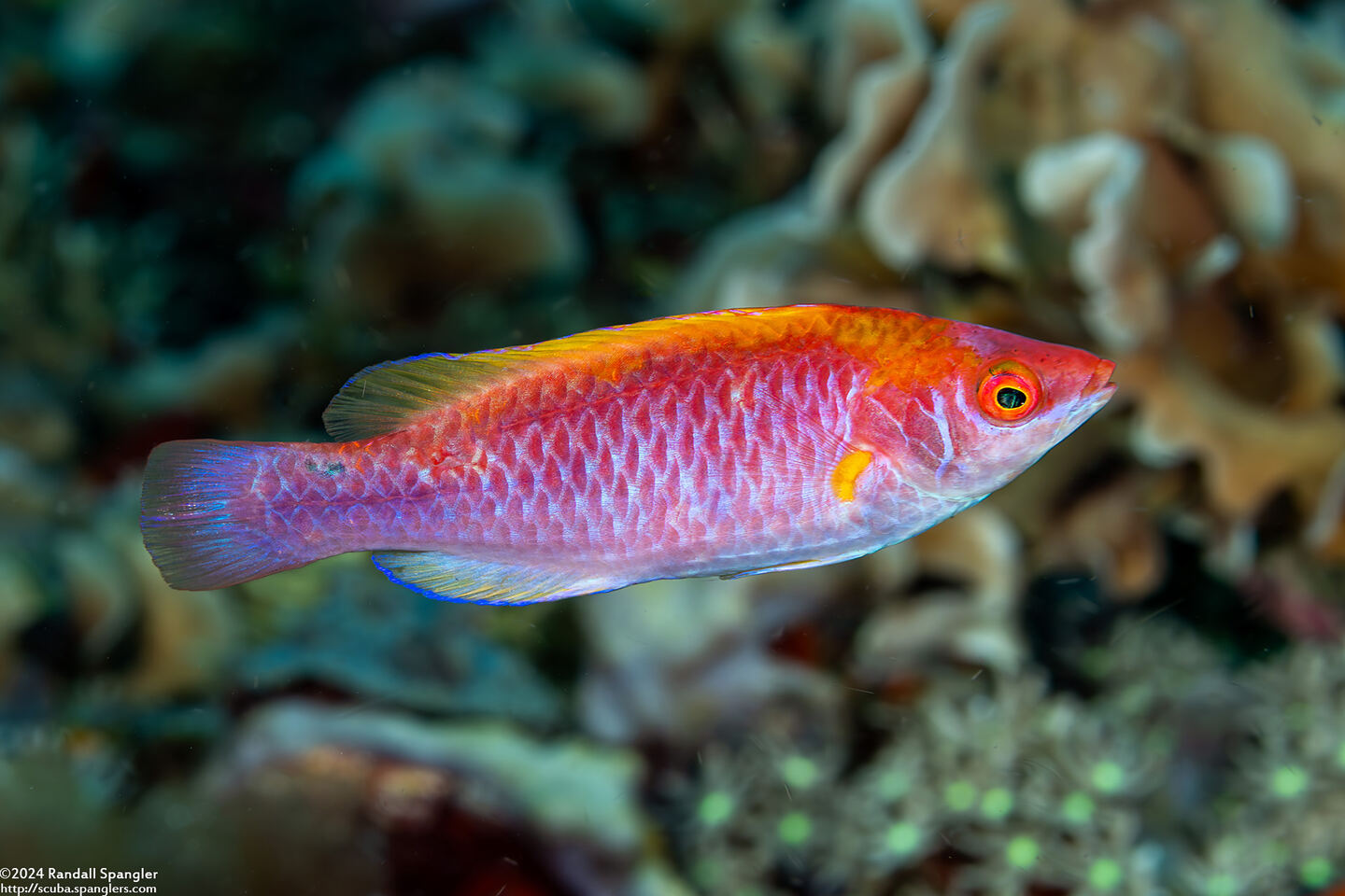 Cirrhilabrus lubbocki (Yellowback Fairy Wrasse); TP variation