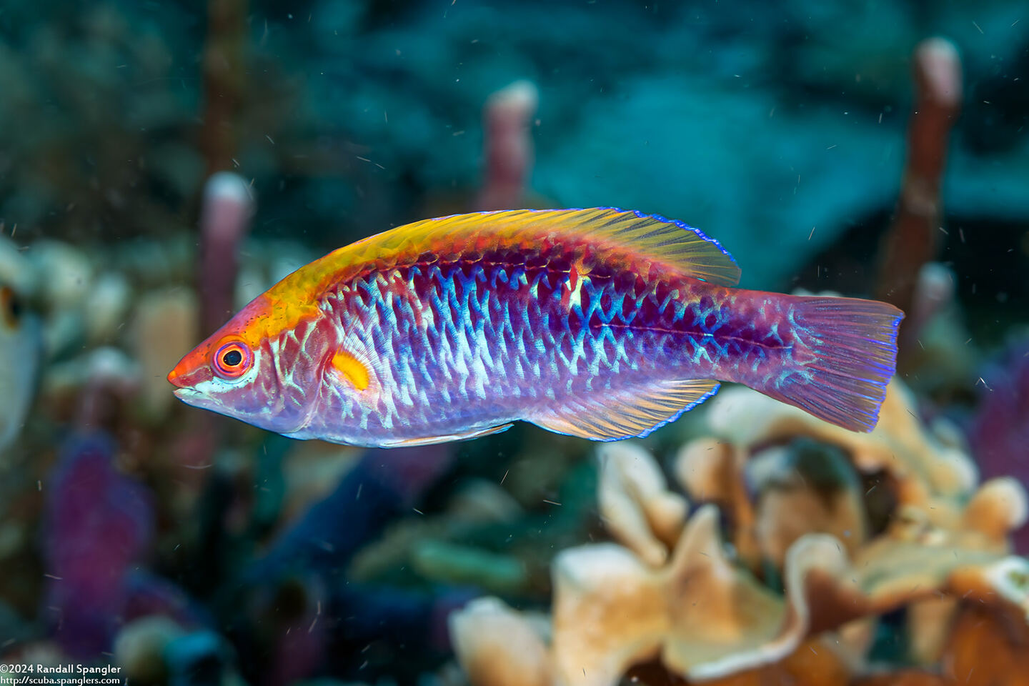 Cirrhilabrus lubbocki (Yellowback Fairy Wrasse); Indonesian variant without lines