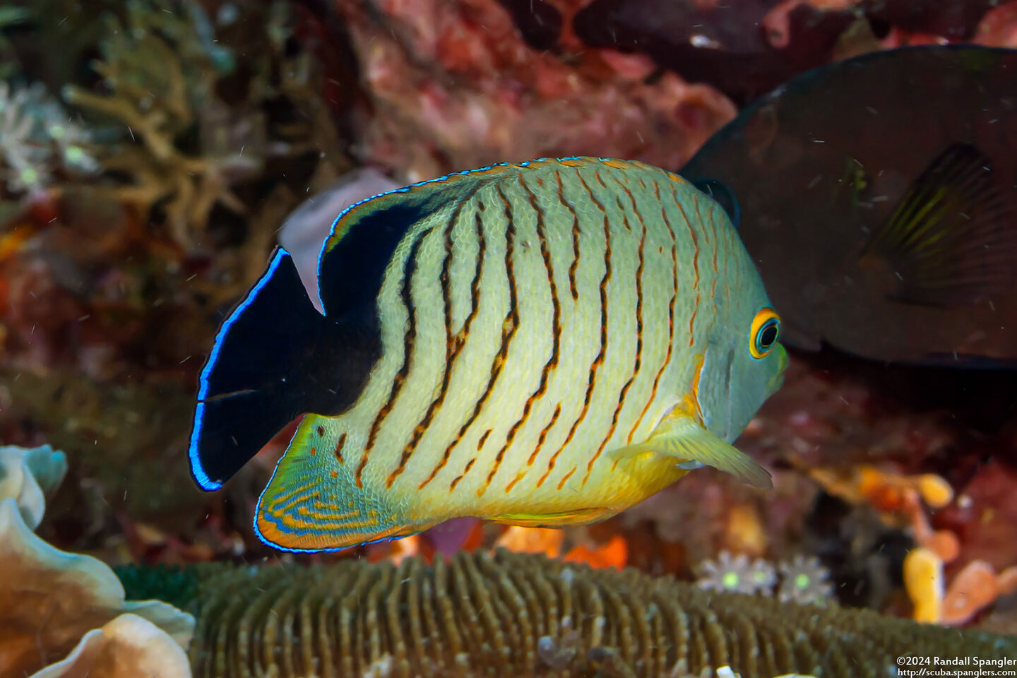 Centropyge eibli (Blacktail Angelfish)