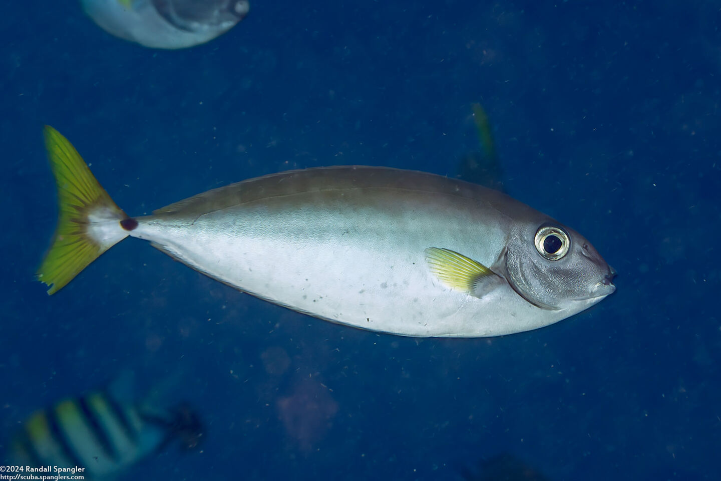 Naso minor (Blackspine Unicornfish)