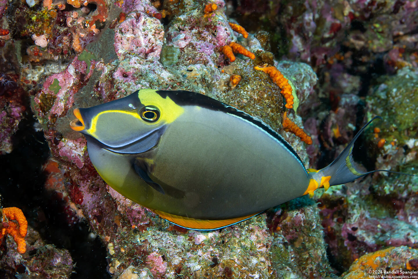 Naso lituratus (Orangespine Unicornfish)