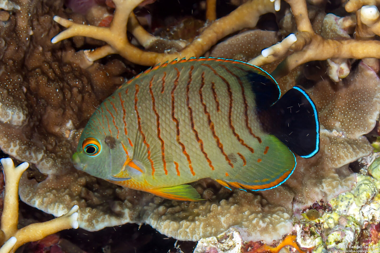 Centropyge eibli (Blacktail Angelfish)