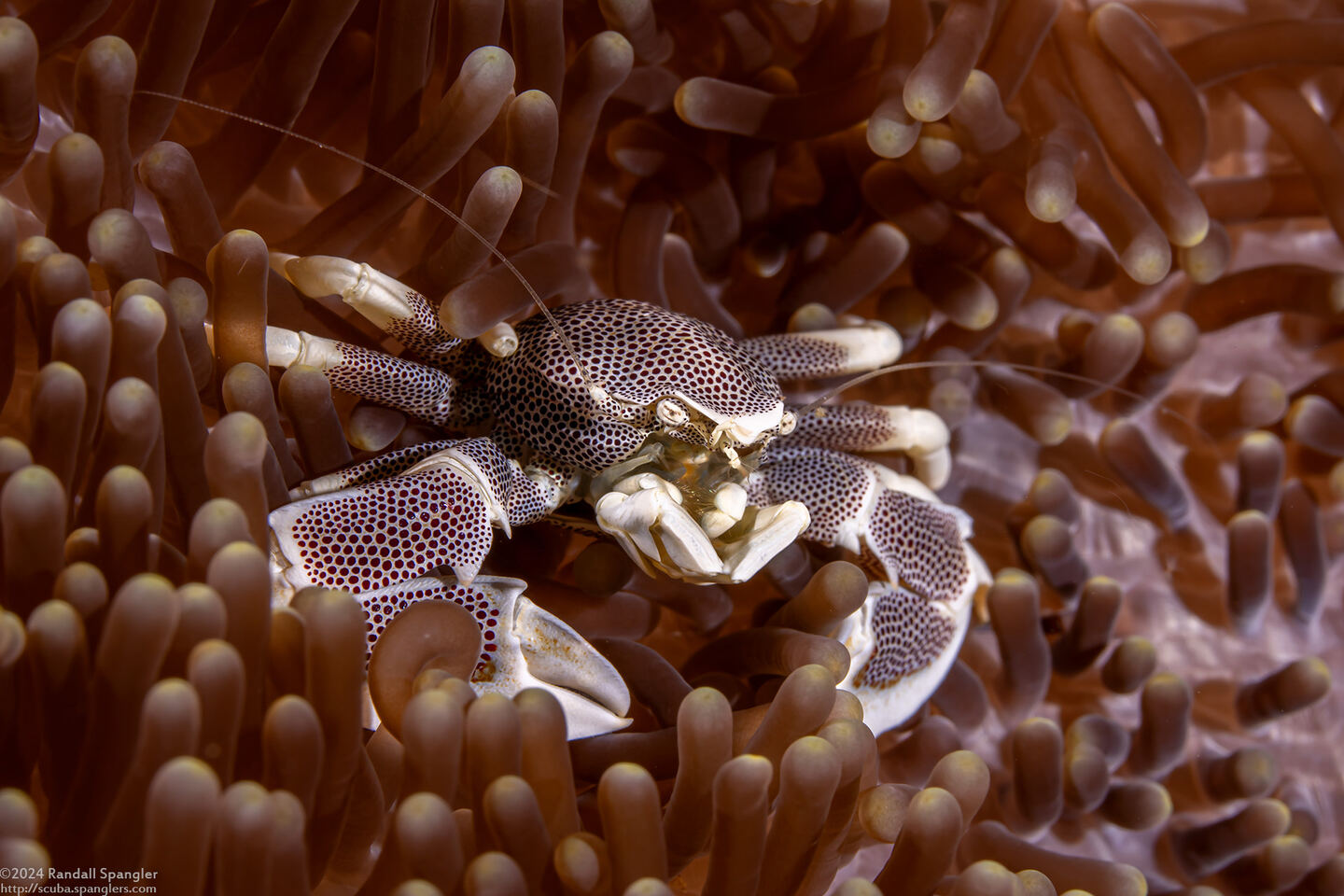 Neopetrolisthes maculatus (Spotted Porcelain Crab)