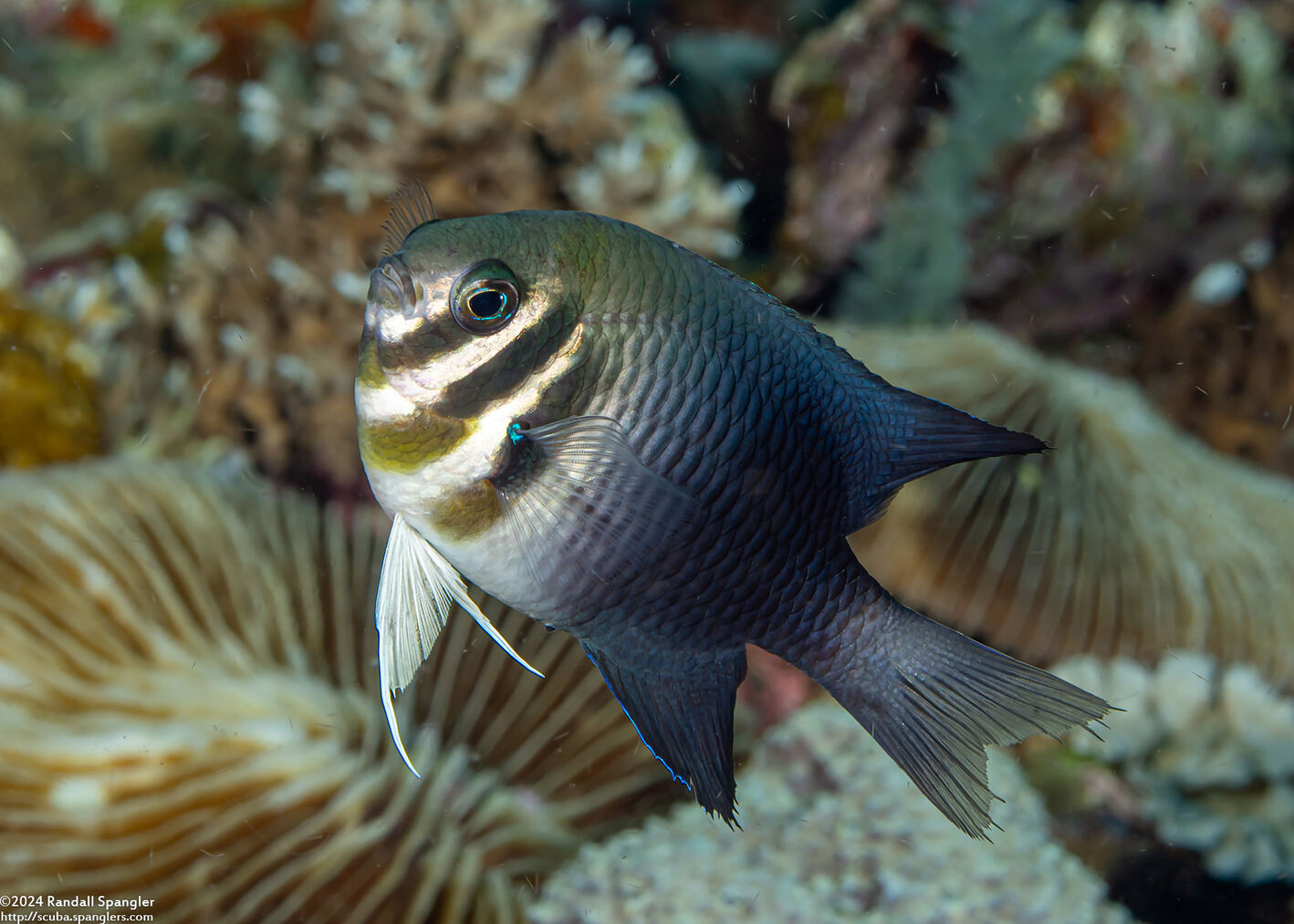 Neoglyphidodon thoracotaeniatus (Barhead Damsel)