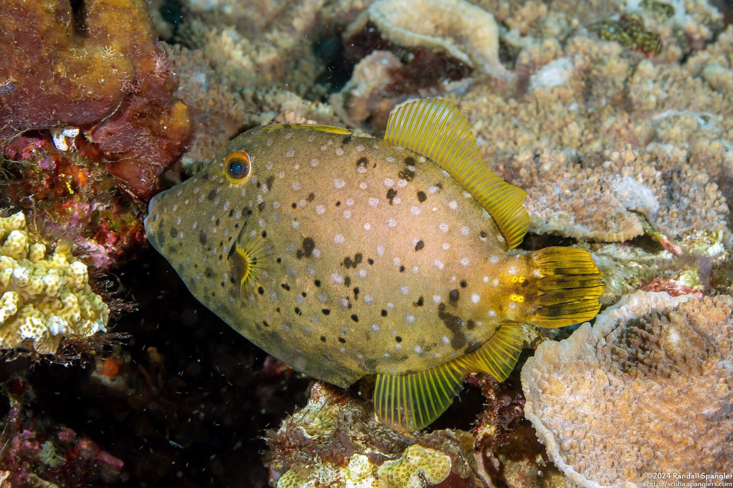 Cantherhines dumerilii (Barred Filefish)