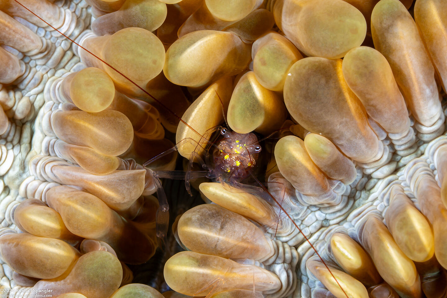 Vir philippinensis (Bubble Coral Shrimp)