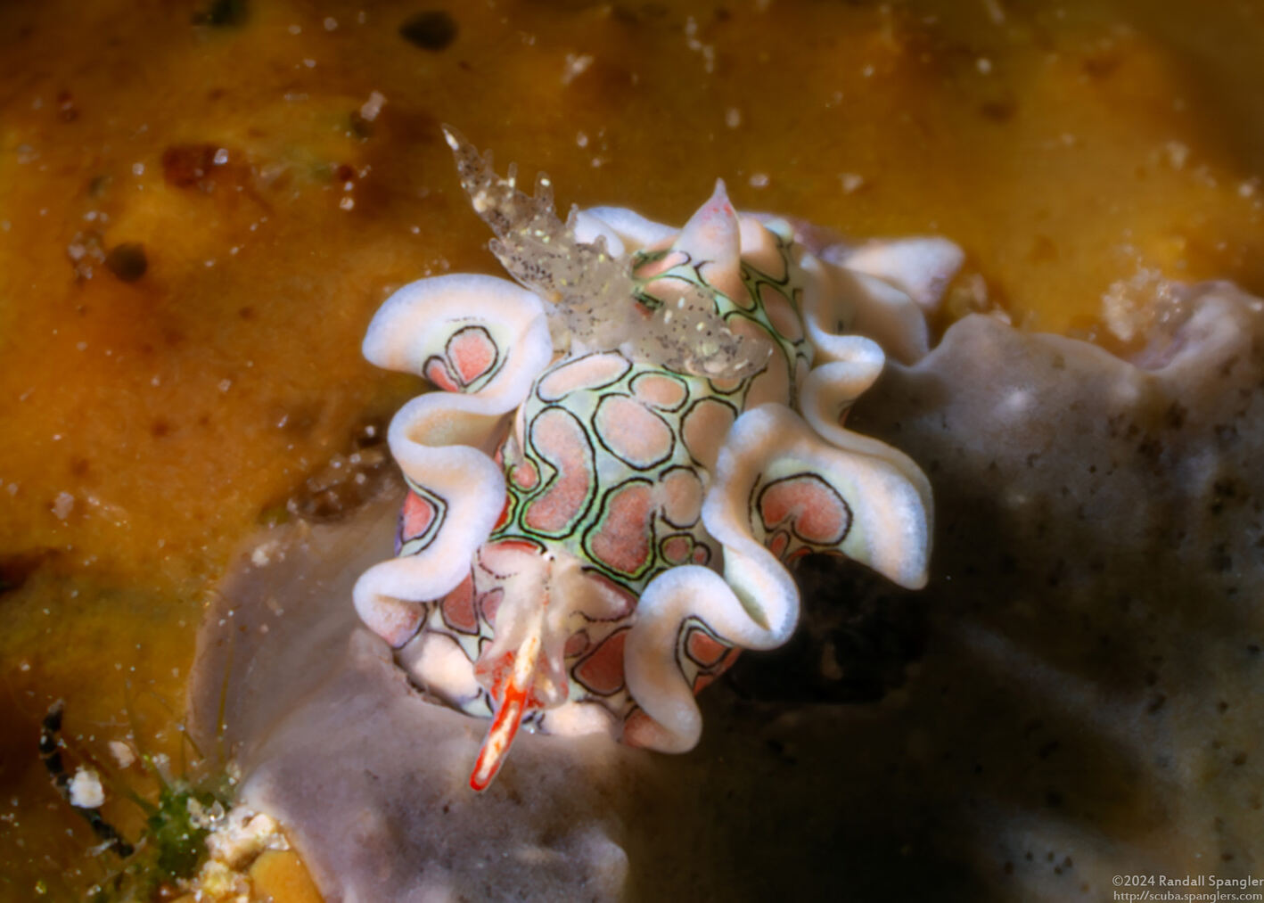 Sagaminopteron psychedelicum (Psychedelic Batwing Slug)