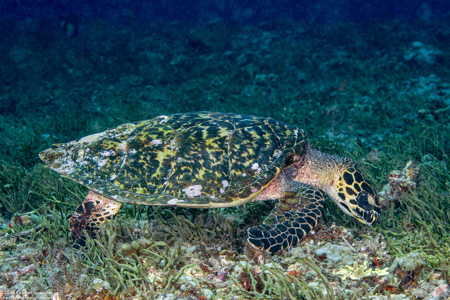 Eretmochelys imbricata (Hawksbill Turtle)