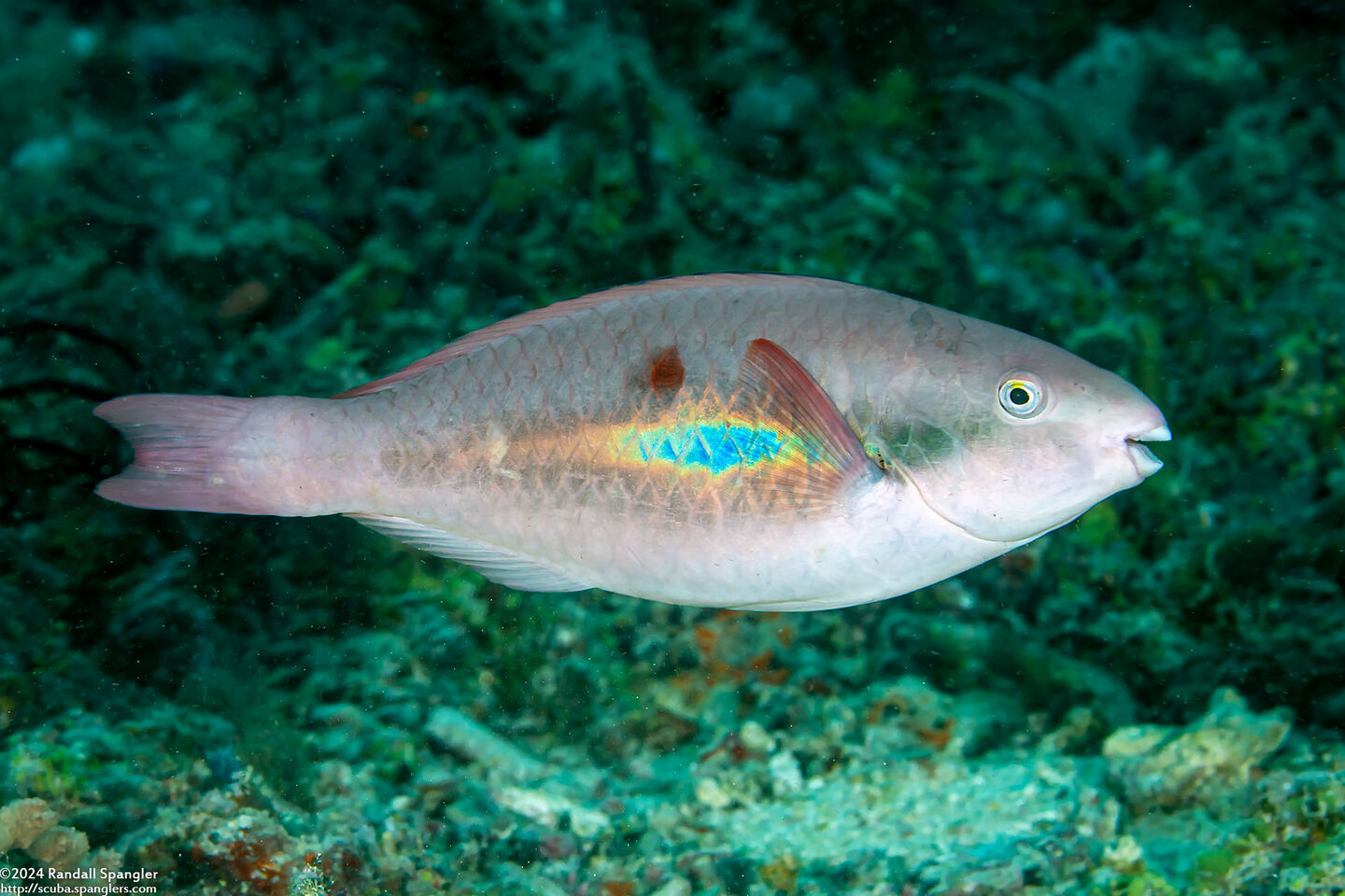 Scarus forsteni (Bluepatch Parrotfish)