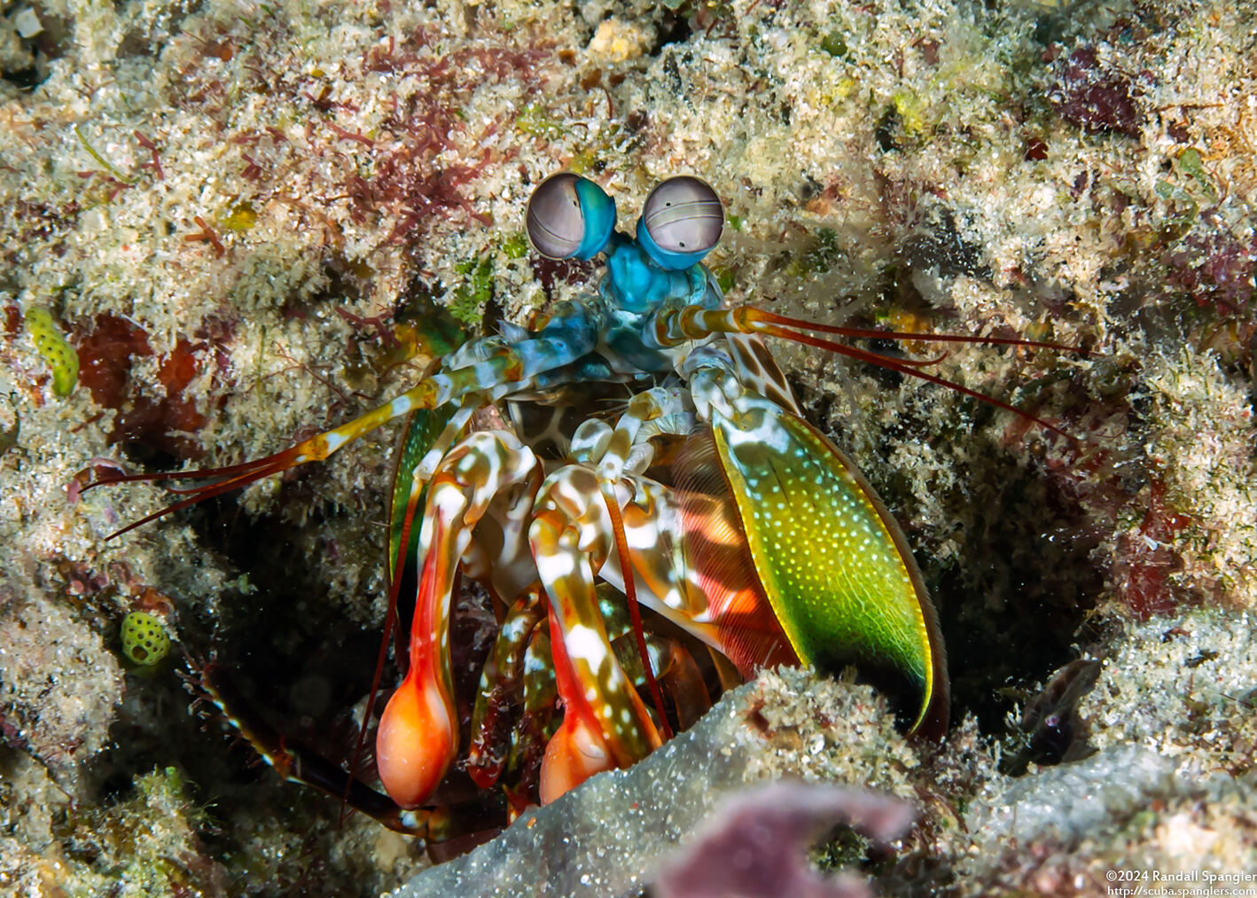 Odontodactylus scyllarus (Peacock Mantis Shrimp)