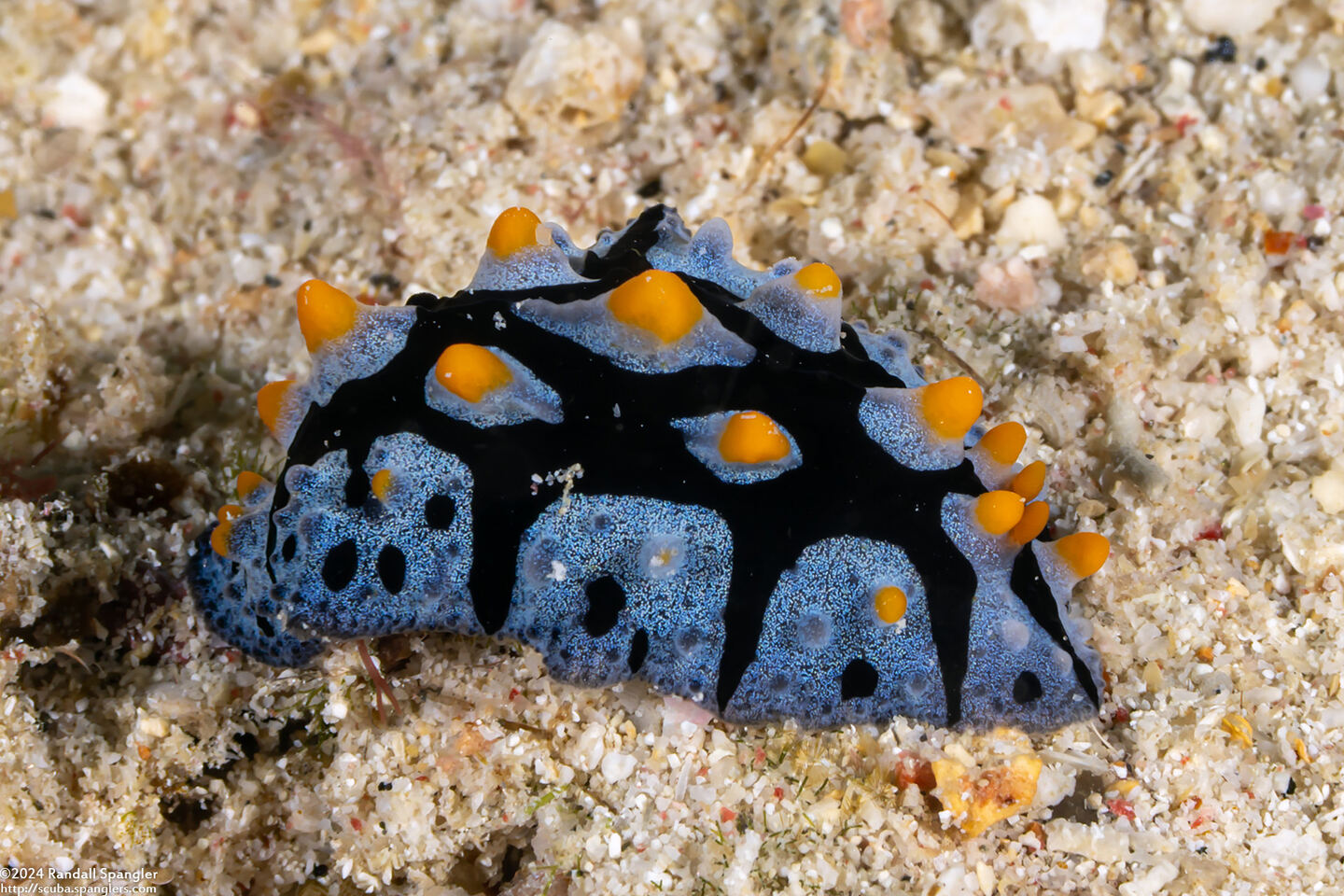 Phyllidia picta (Painted Phyllidia)