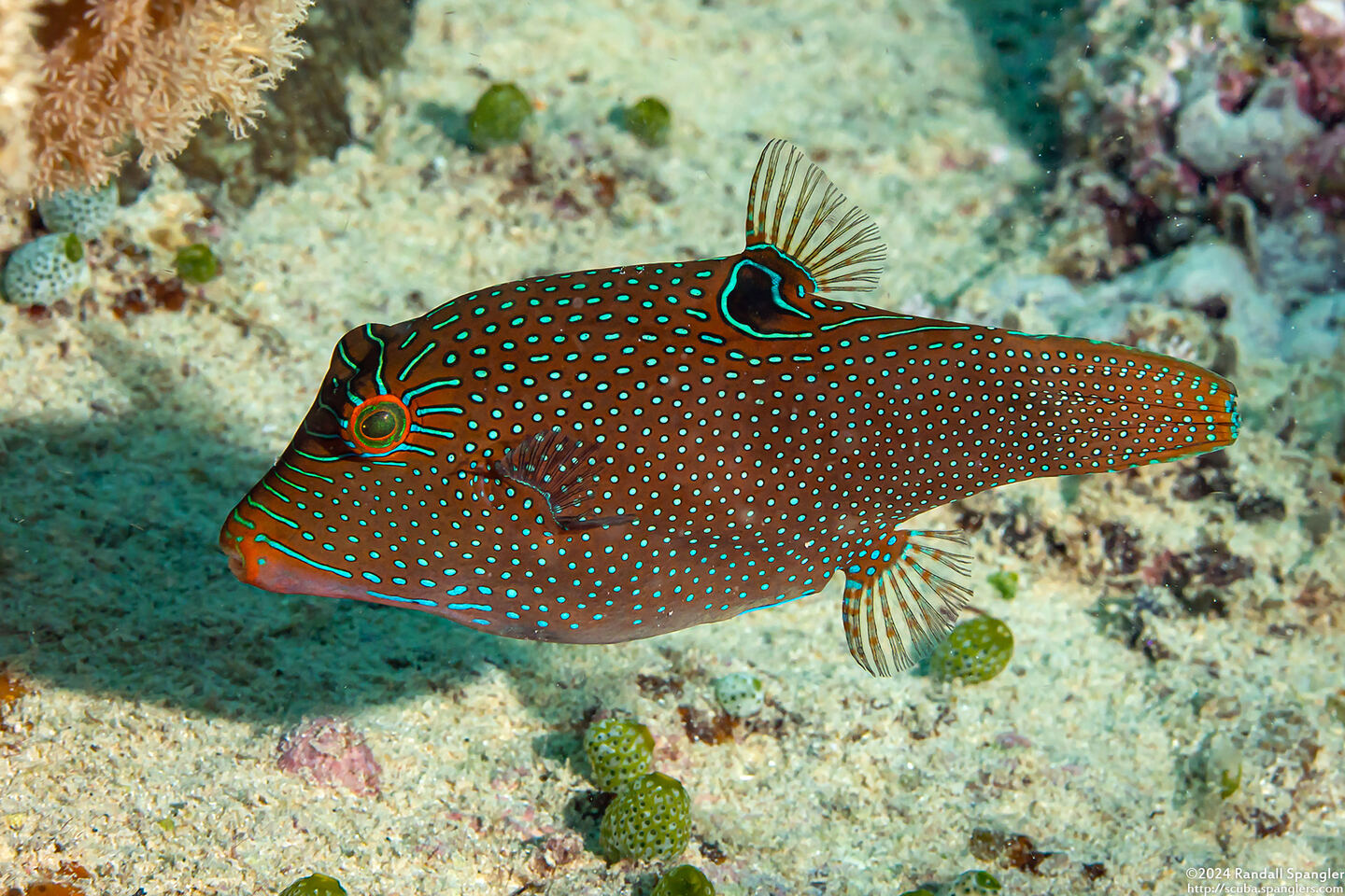 Canthigaster papua (Papuan Toby)