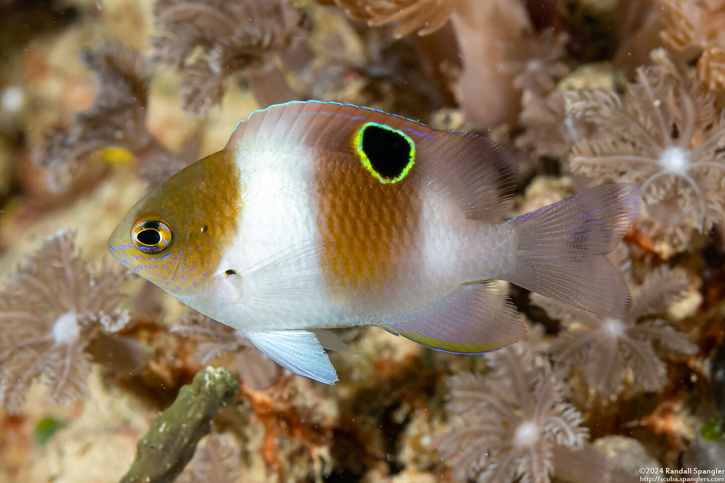 Dischistodus prosopotaenia (Honeyhead Damsel)