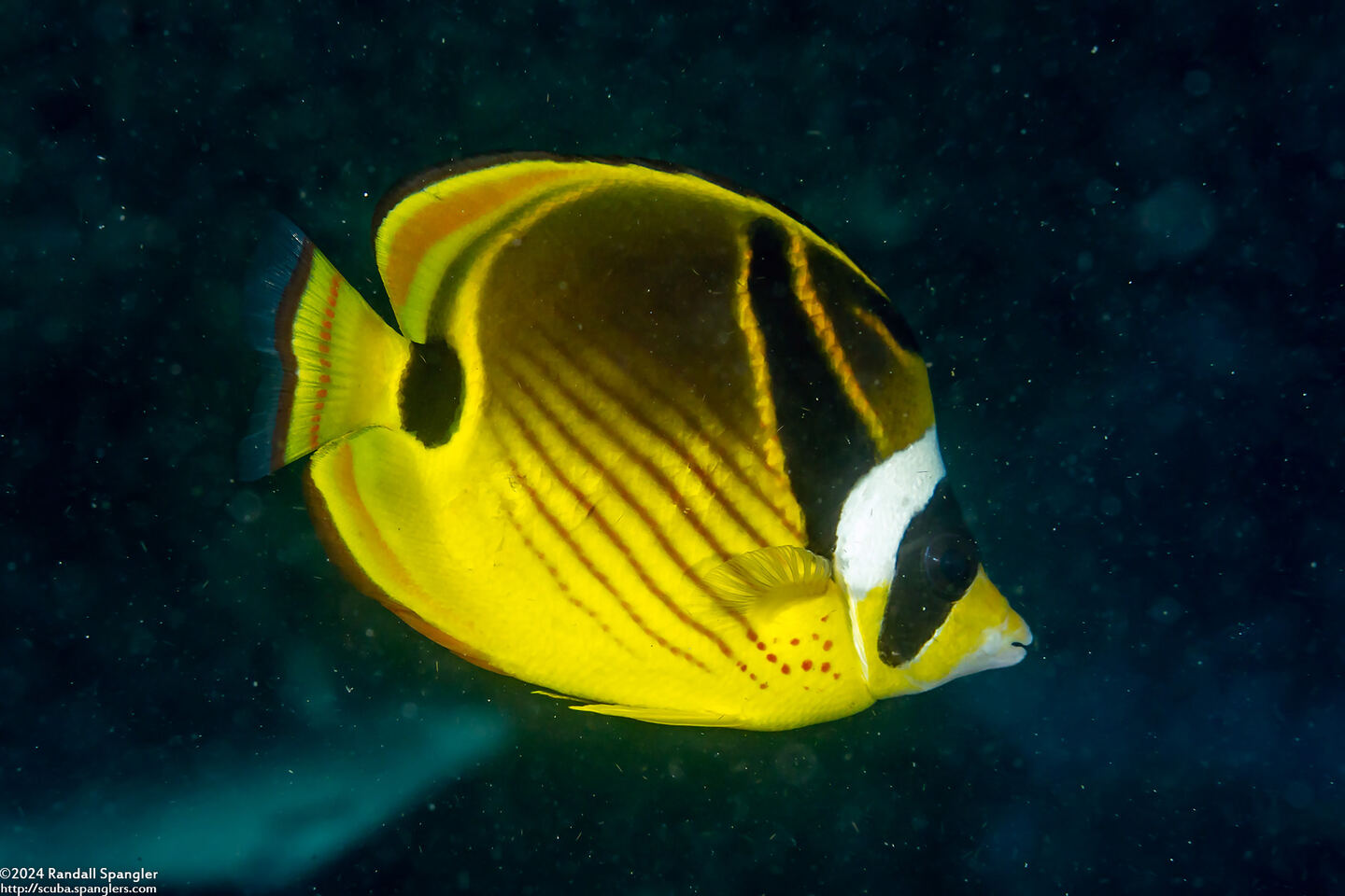 Chaetodon lunula (Raccoon Butterflyfish)