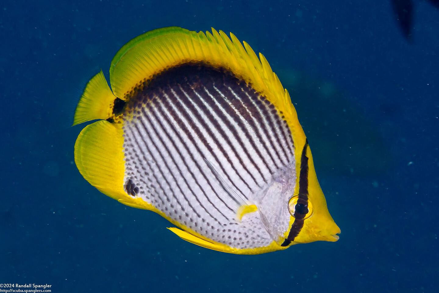 Chaetodon melannotus (Black-Backed Butterflyfish)