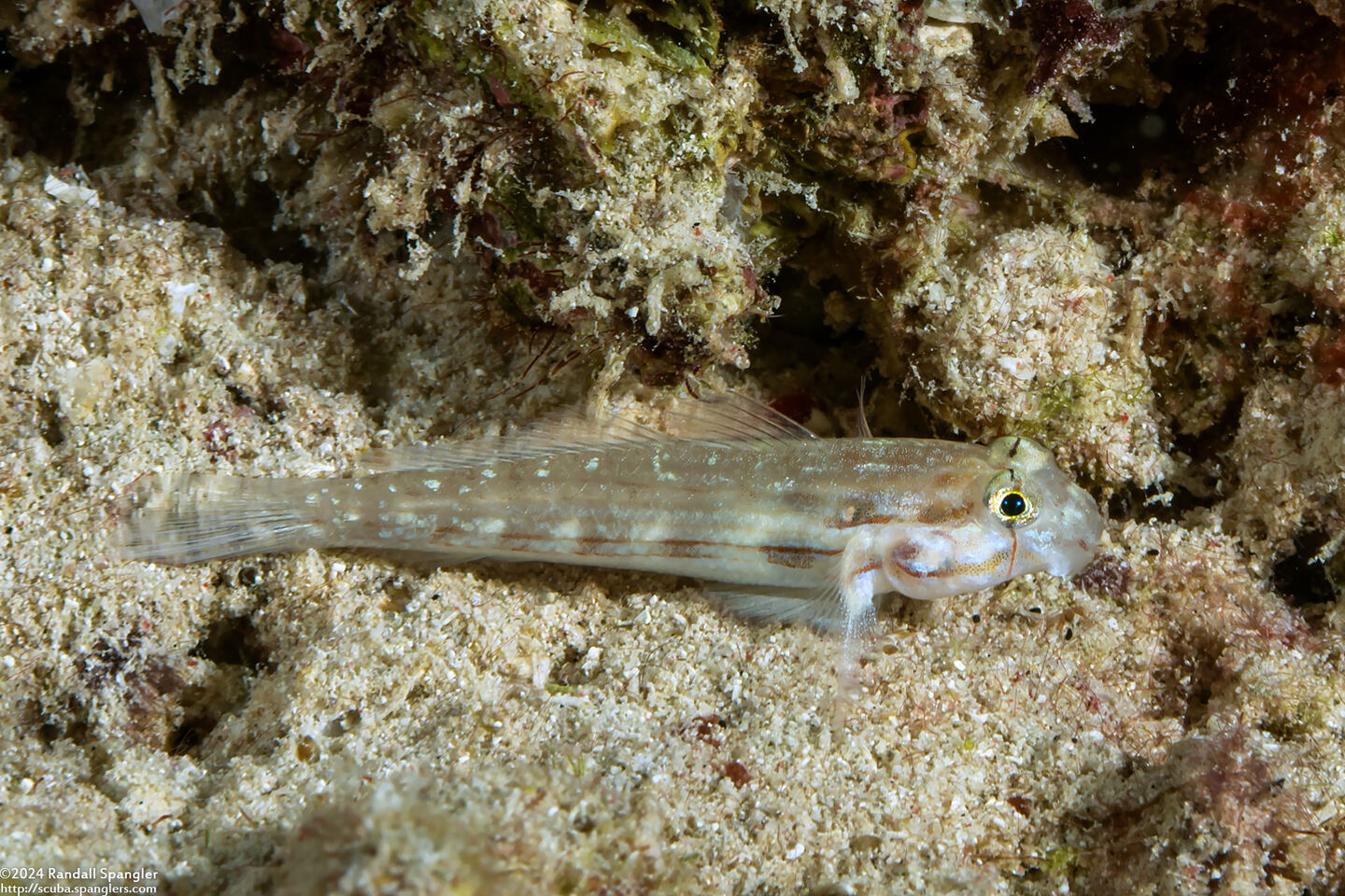 Gnatholepis anjerensis (Eyebar Goby)