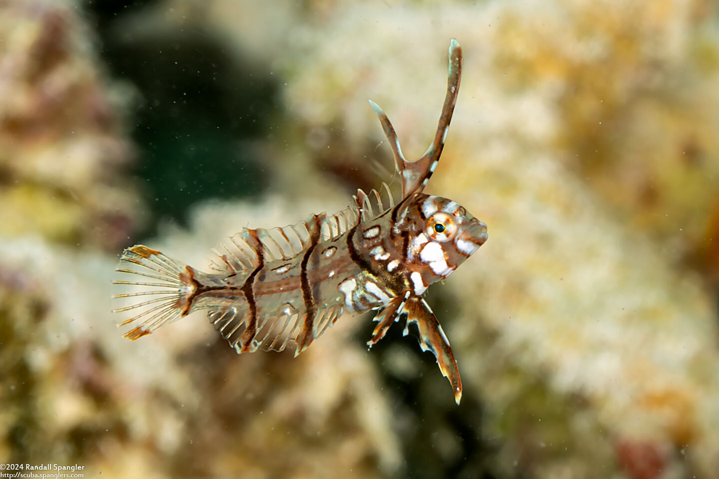 Novaculichthys taeniourus (Rockmover Wrasse)