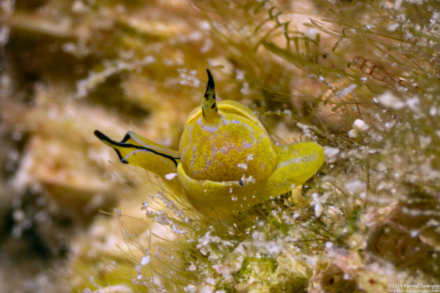 Siphopteron citrinum (Lemon Siphopteron)