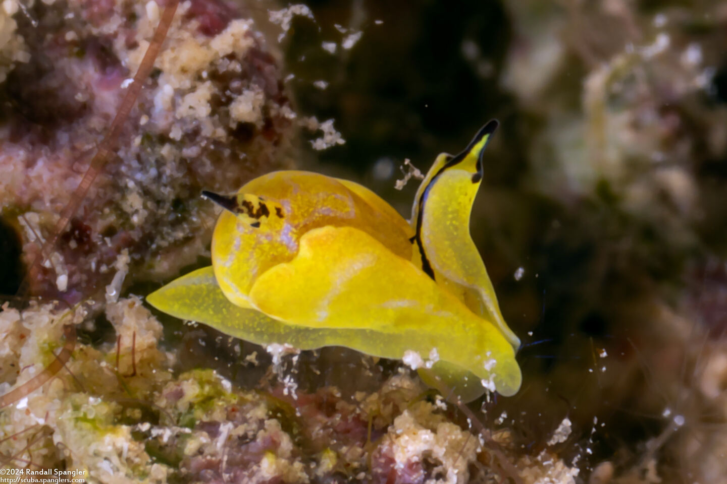 Siphopteron citrinum (Lemon Siphopteron)