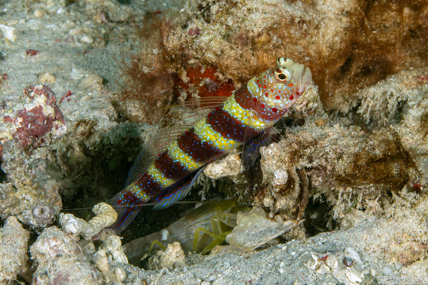 Amblyeleotris wheeleri (Gorgeous Shrimpgoby)