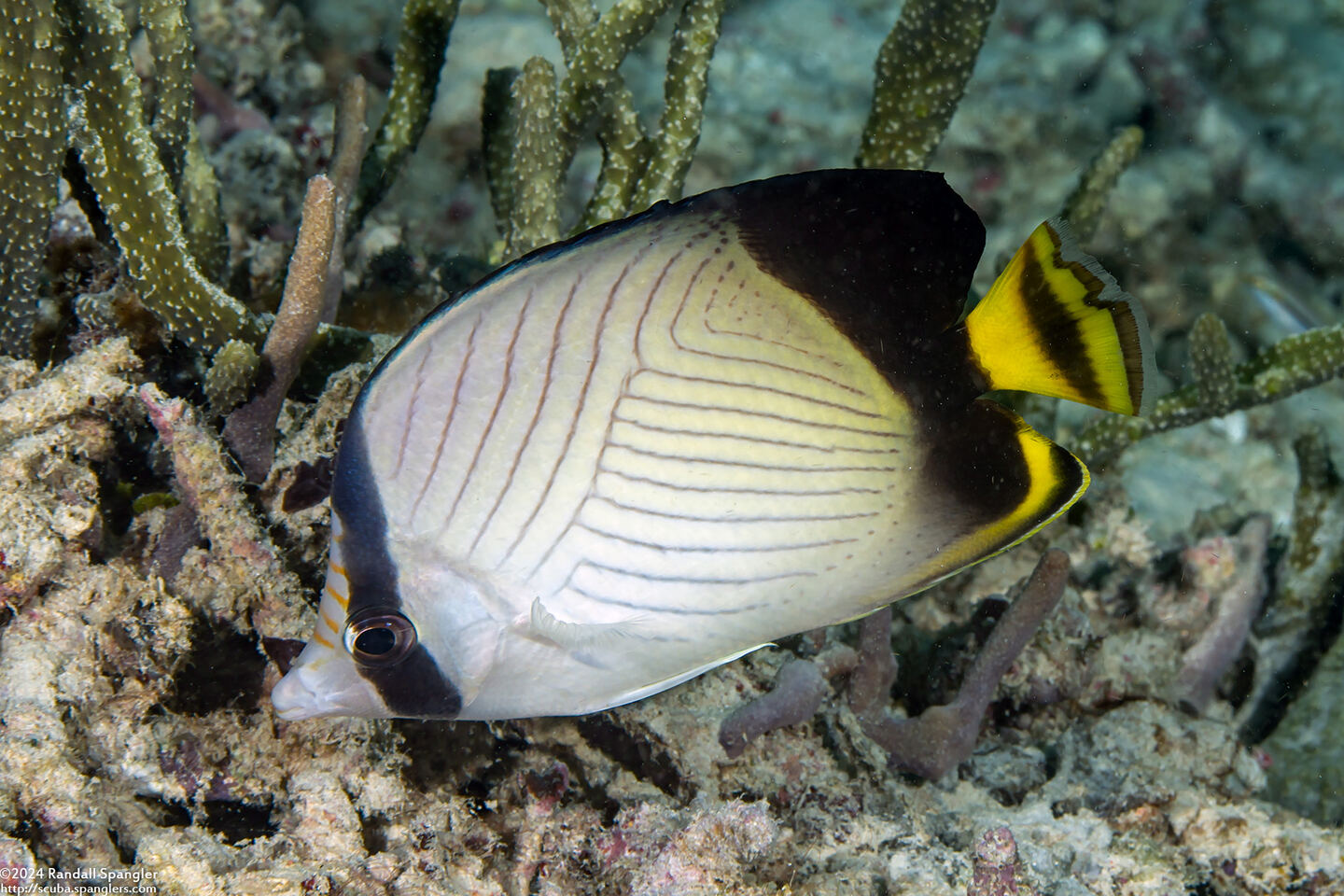 Chaetodon decussatus (Indian Vagabond Butterflyfish)