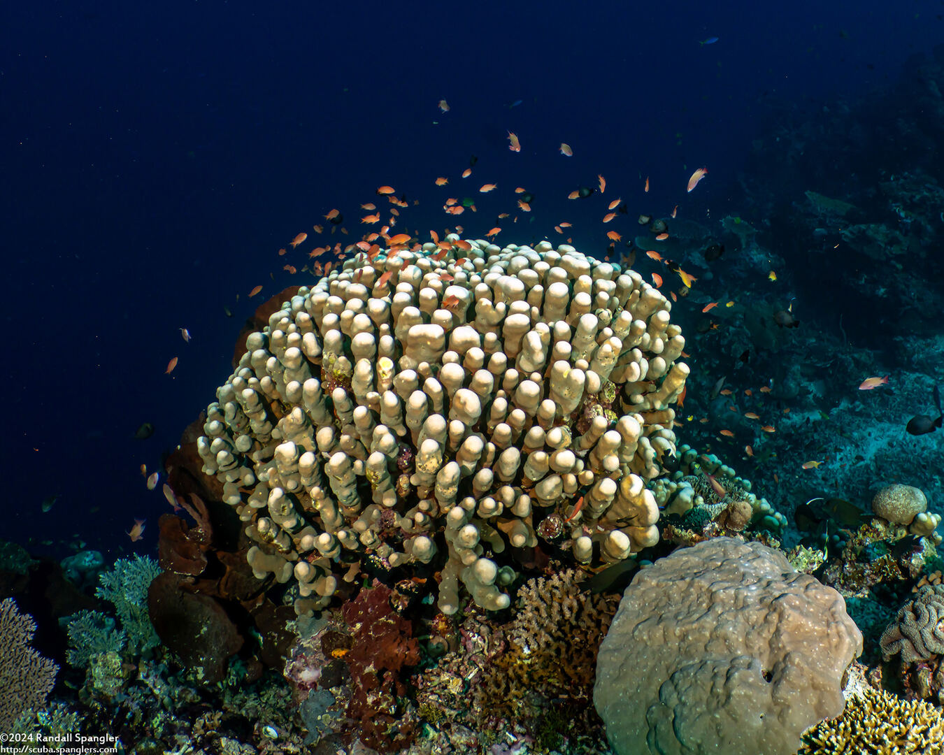 Pavona clavus (Swollen Coral)