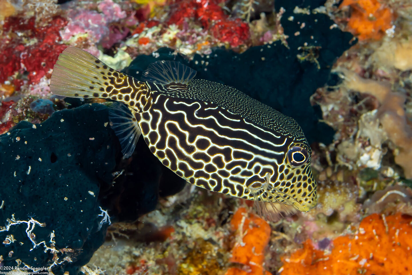 Ostracion solorense (Solor Boxfish)