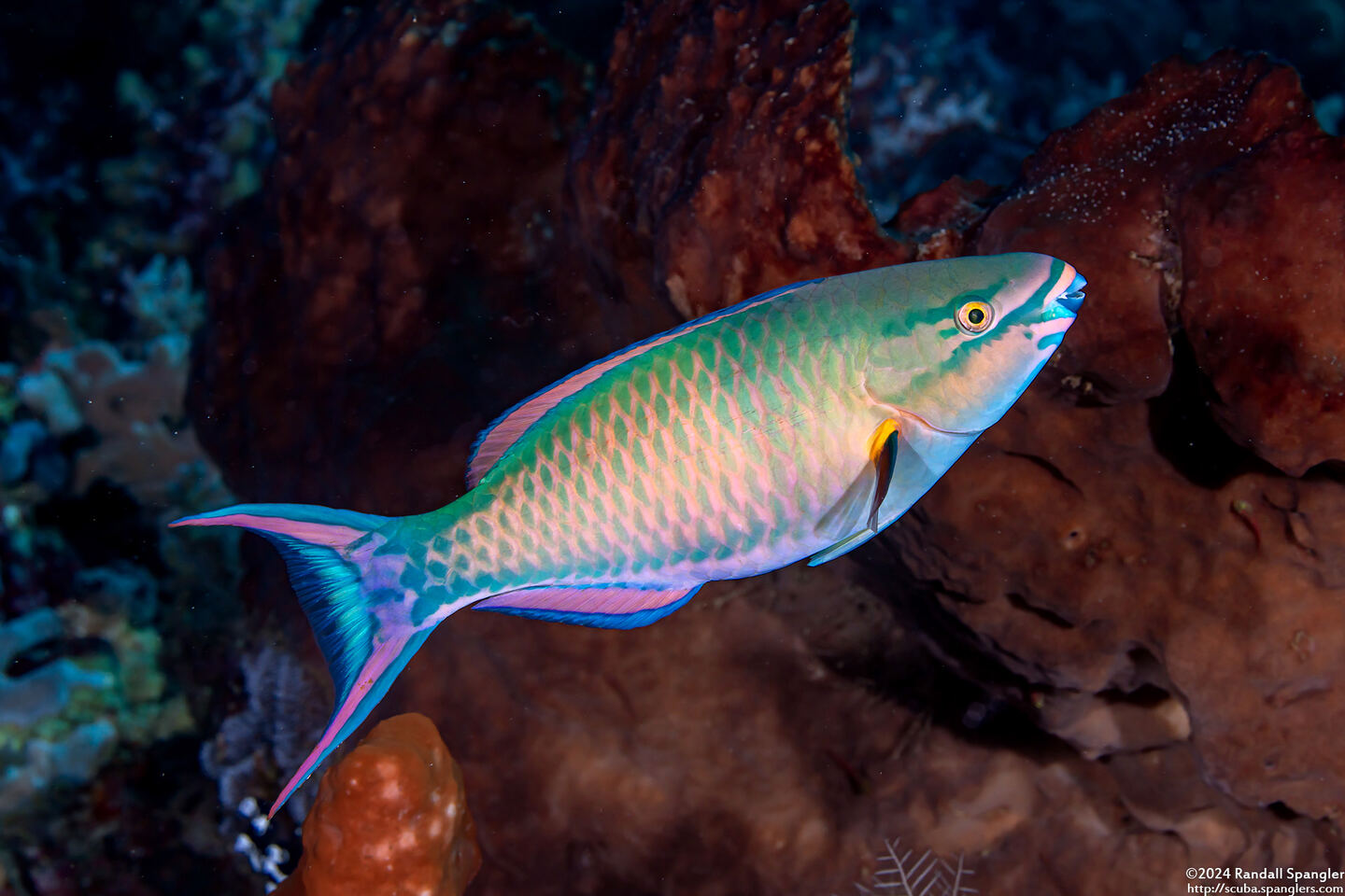 Scarus caudofasciatus (Bartail Parrotfish)