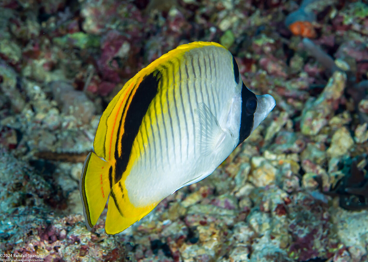 Chaetodon oxycephalus (Spot-Nape Butterflyfish)