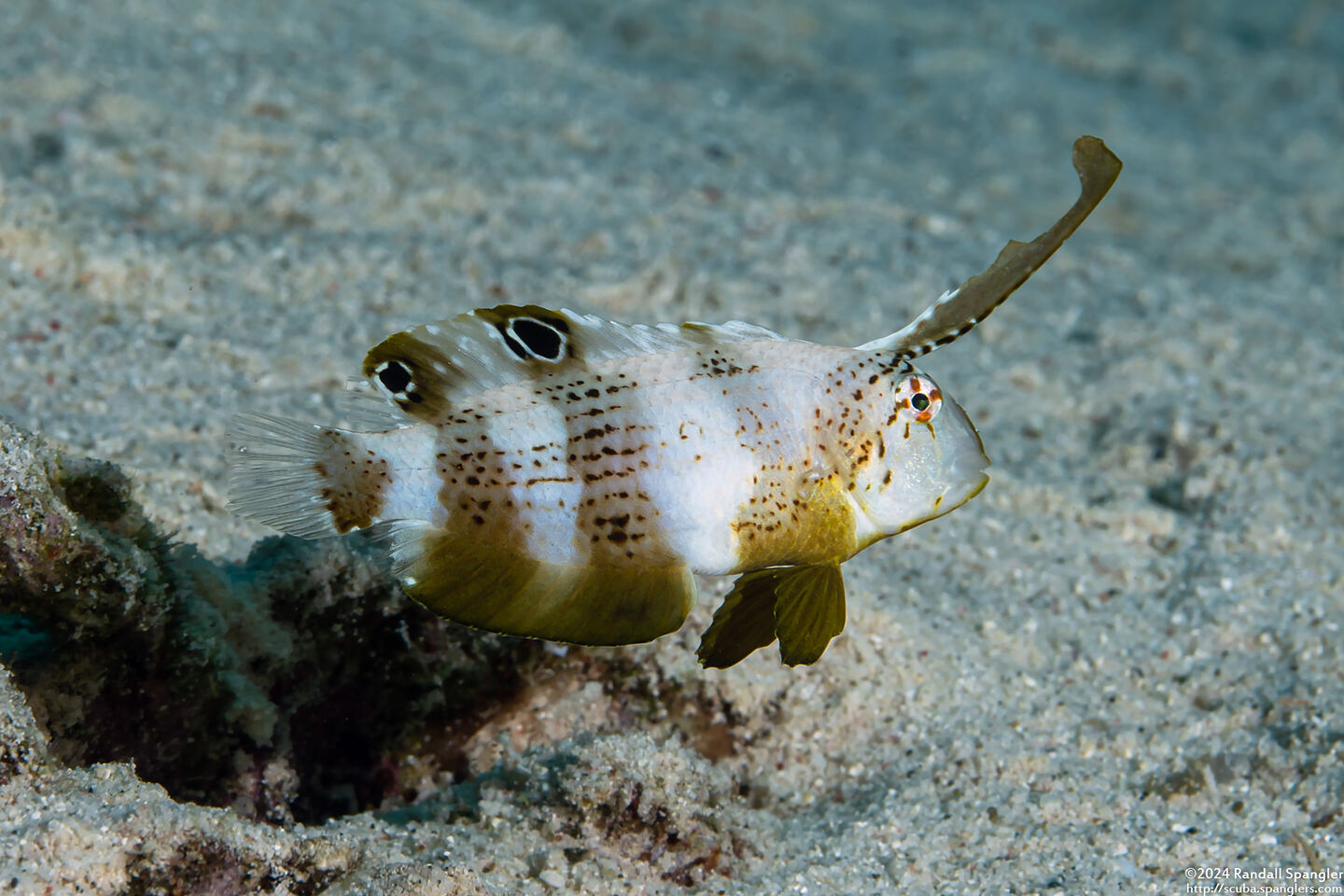 Iniistius pavo (Peacock Razorfish)