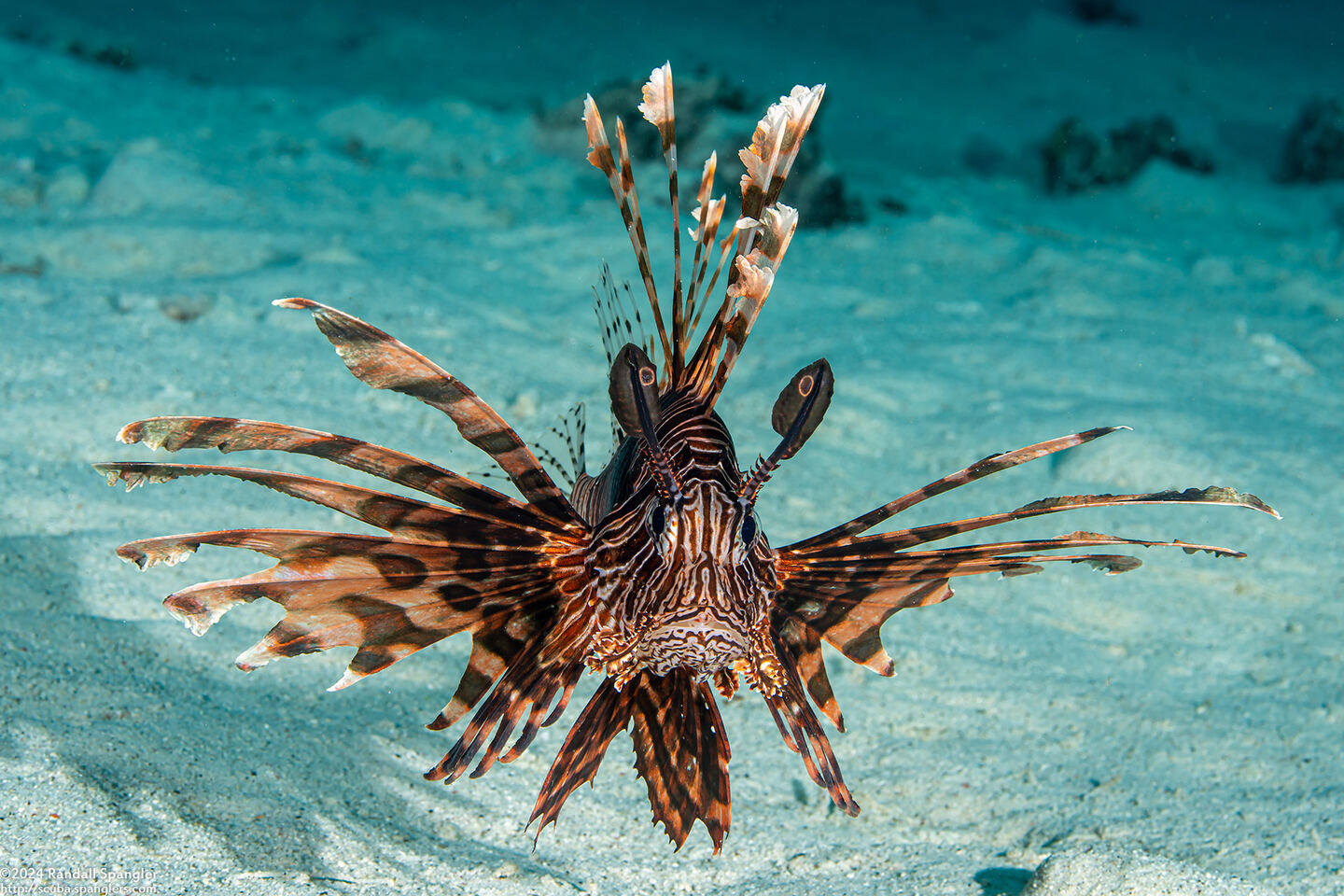 Pterois volitans (Red Lionfish)