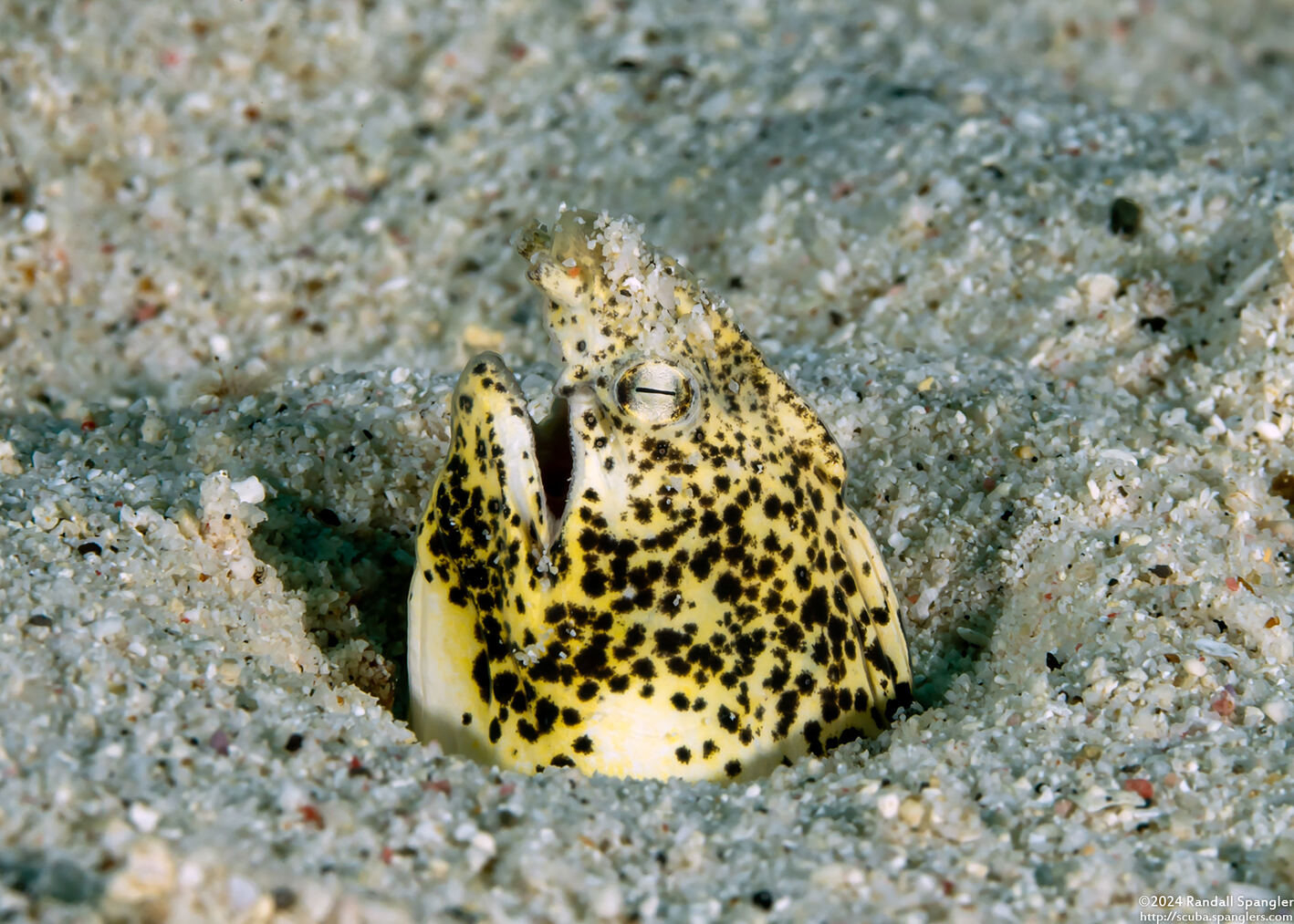 Callechelys marmorata (Marbled Snake Eel)