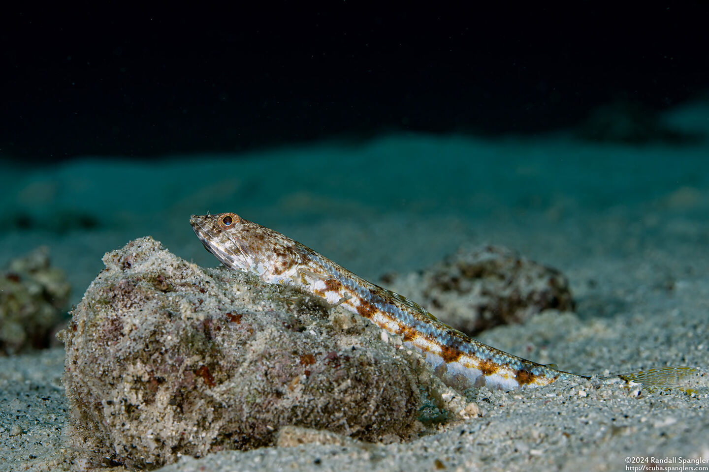 Synodus dermatogenys (Clearfin Lizardfish)