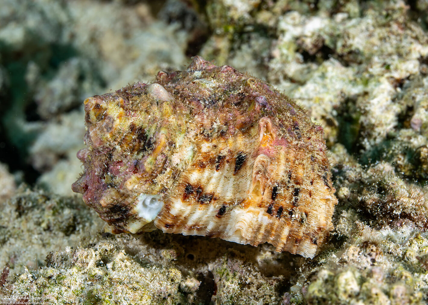 Turbo chrysostomus (Goldmouth Turban)