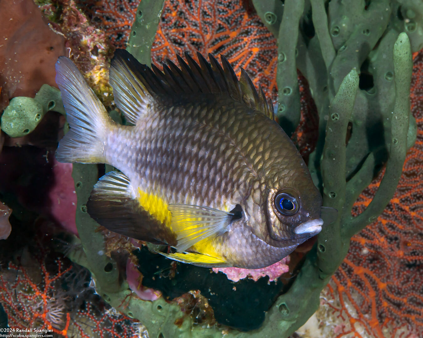 Amblyglyphidodon leucogaster (Yellowbelly Damsel)