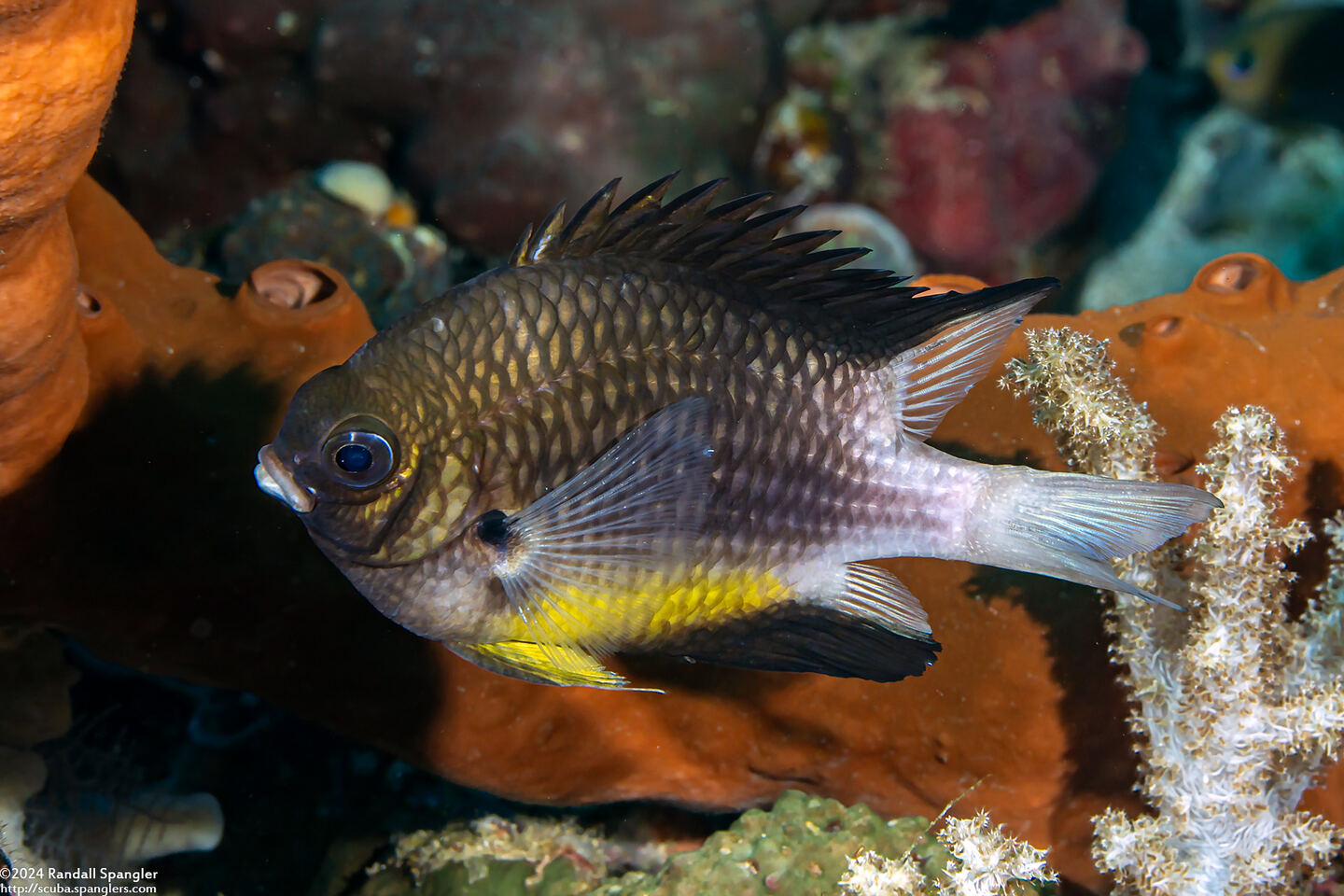 Amblyglyphidodon leucogaster (Yellowbelly Damsel)