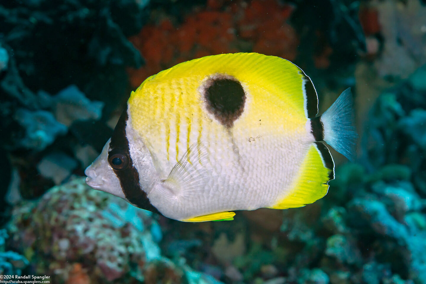 Chaetodon unimaculatus (Teardrop Butterflyfish)