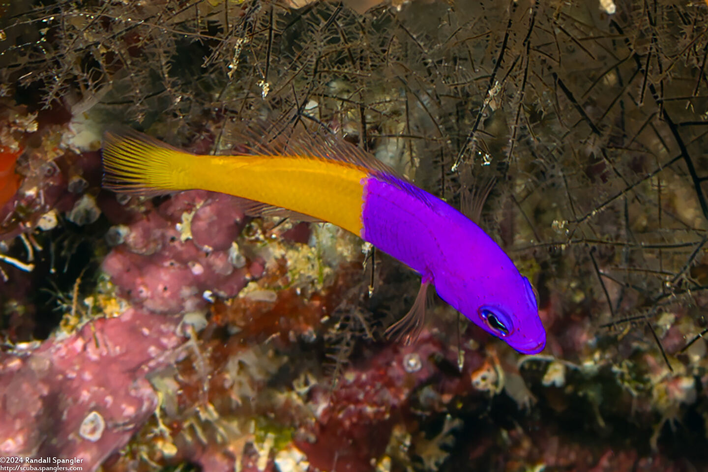 Pictichromis paccagnellorum (Royal Dottyback)