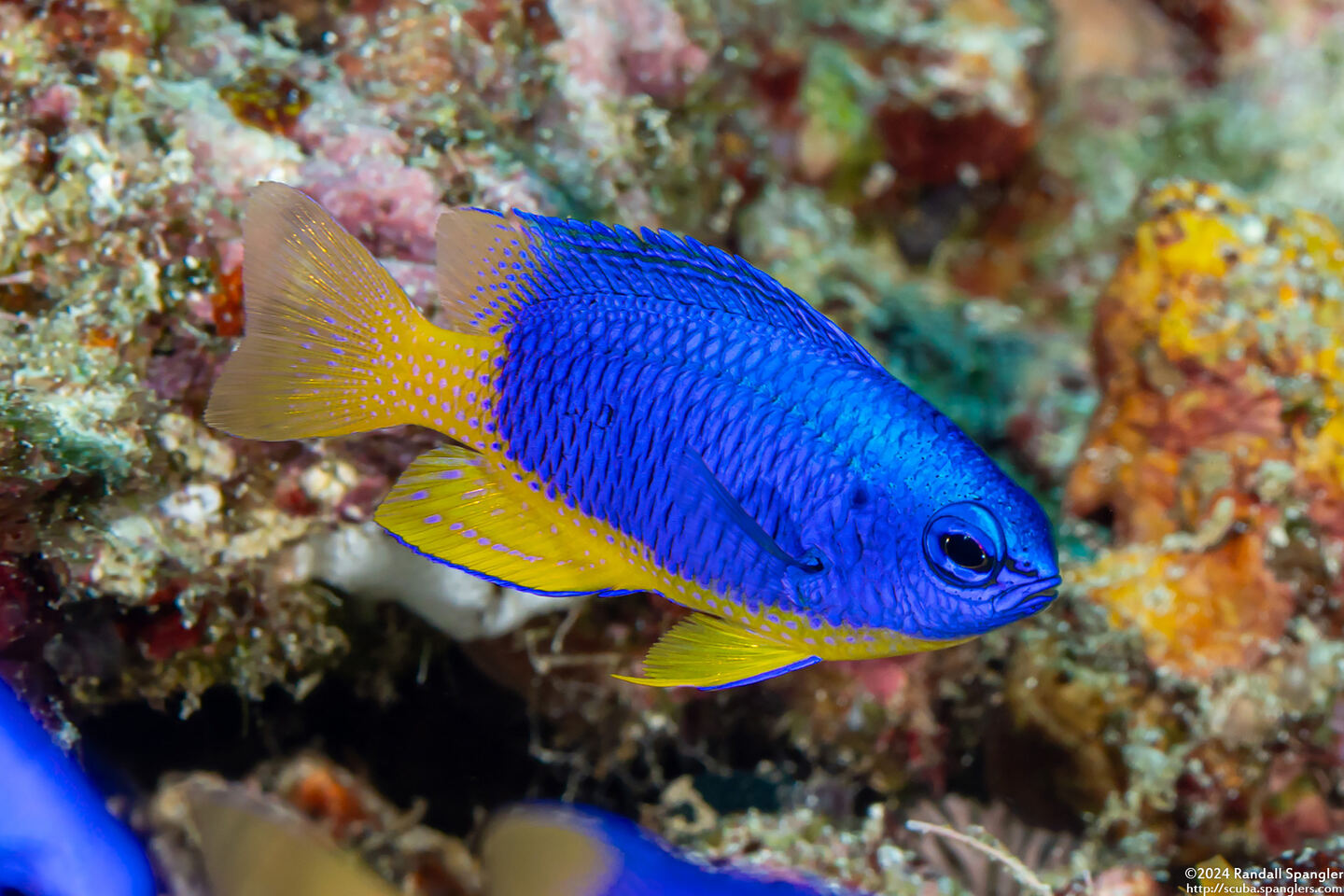 Pomacentrus coelestis (Neon Damsel)