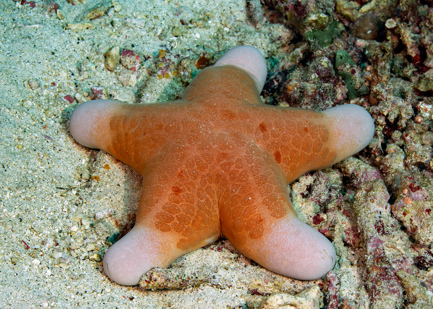 Choriaster granulatus (Granular Sea Star)