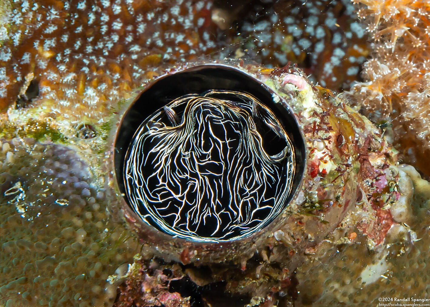 Thylacodes grandis (Grand Coral Worm Snail)