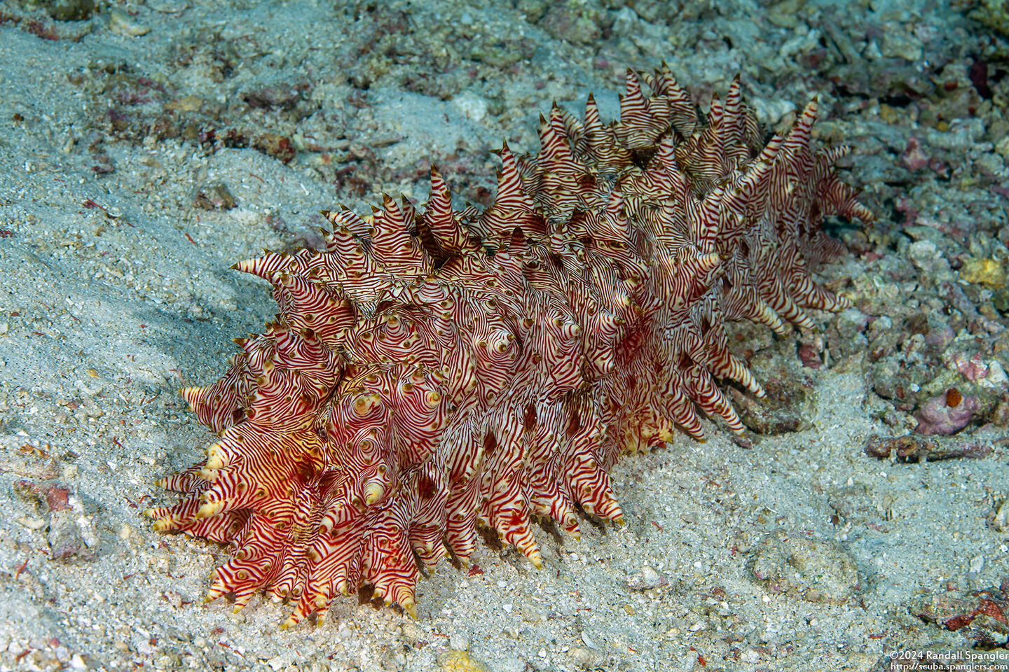 Thelenota rubralineata (Red-Lined Sea Cucumber)