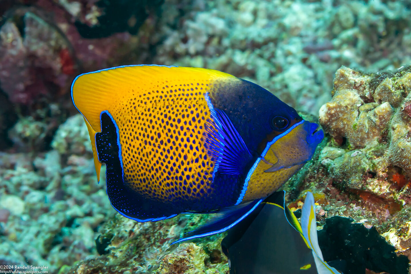 Pomacanthus navarchus (Bluegirdled Angelfish)