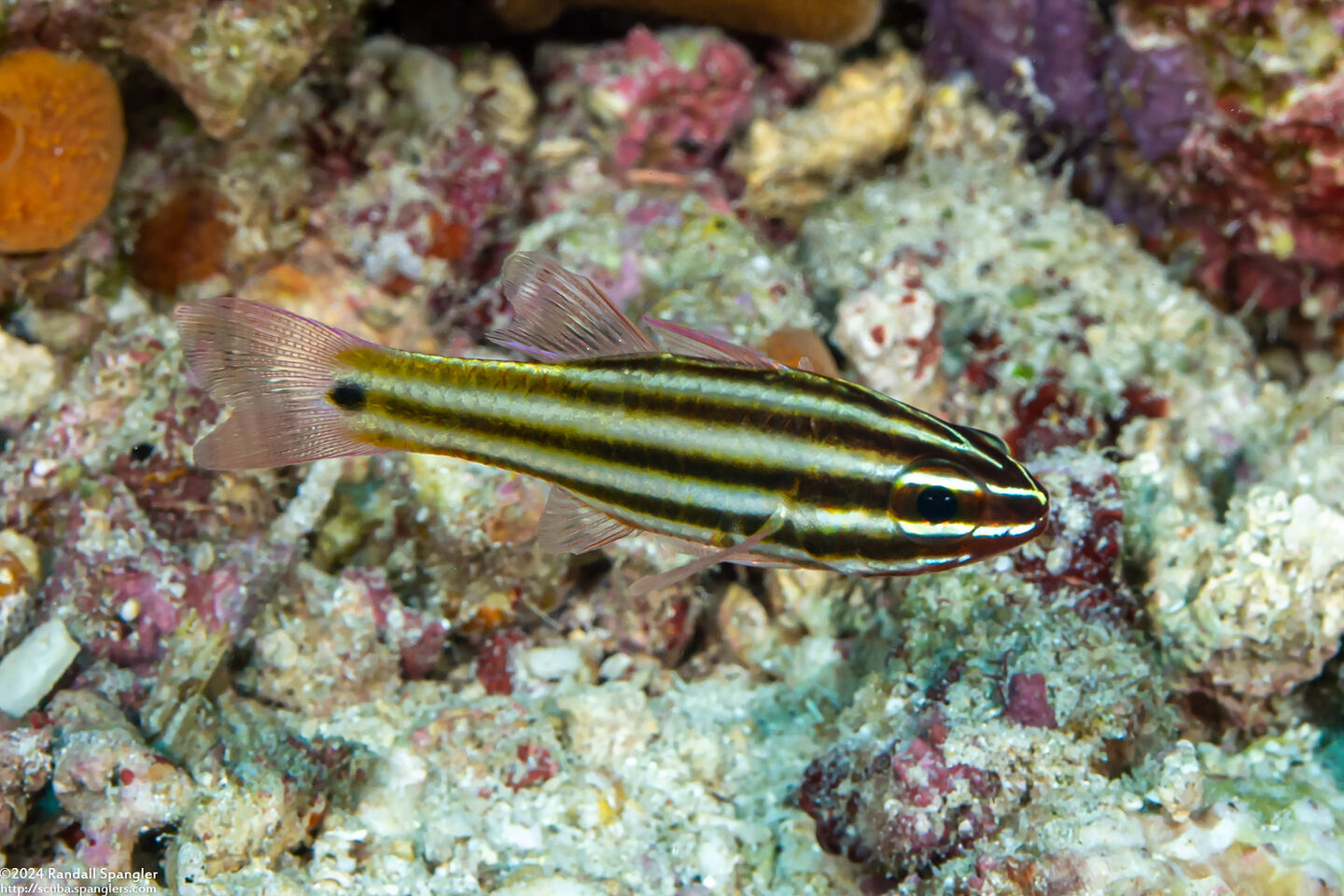 Ostorhinchus angustatus (Striped Cardinalfish)