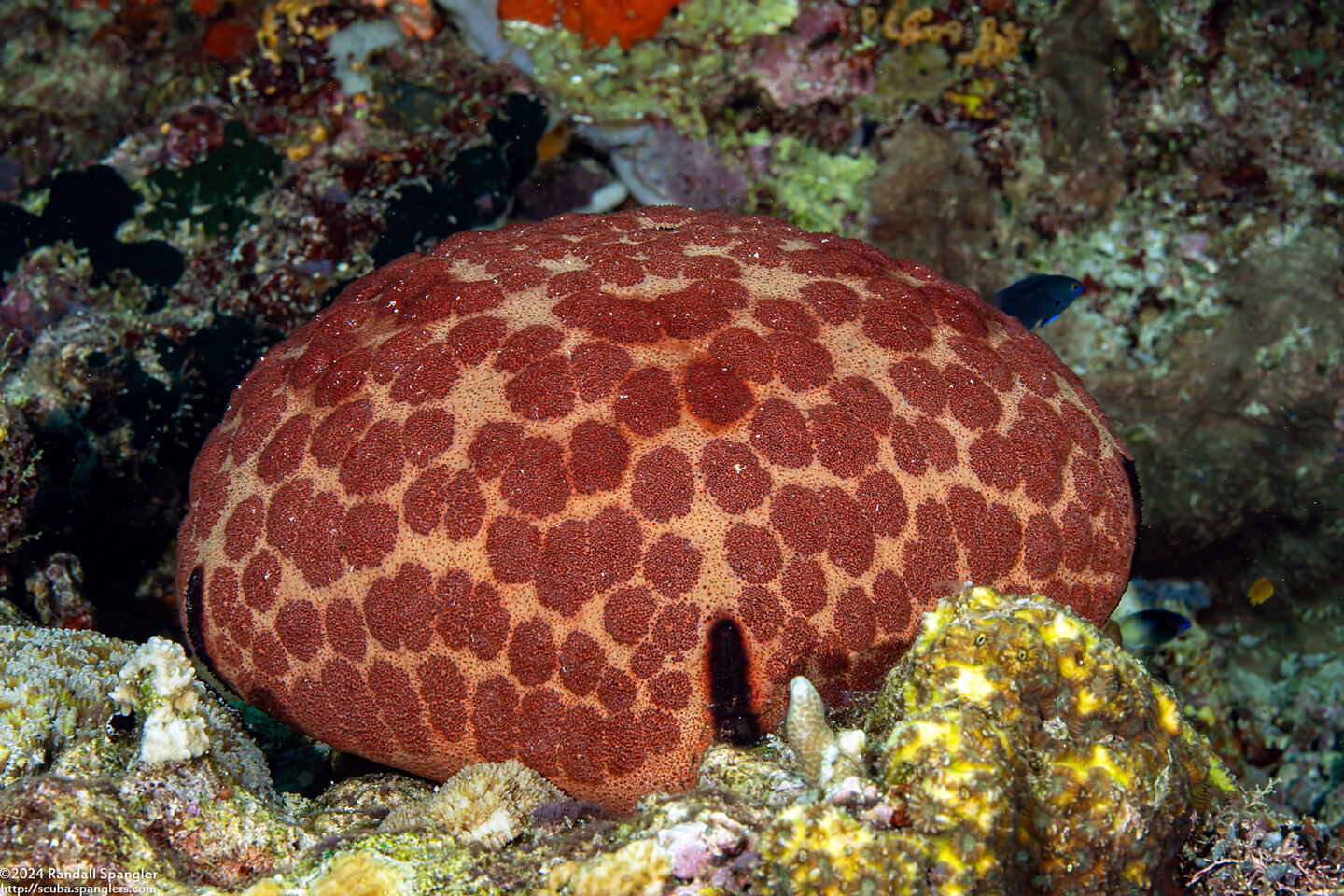 Culcita novaeguineae (Cushion Star)