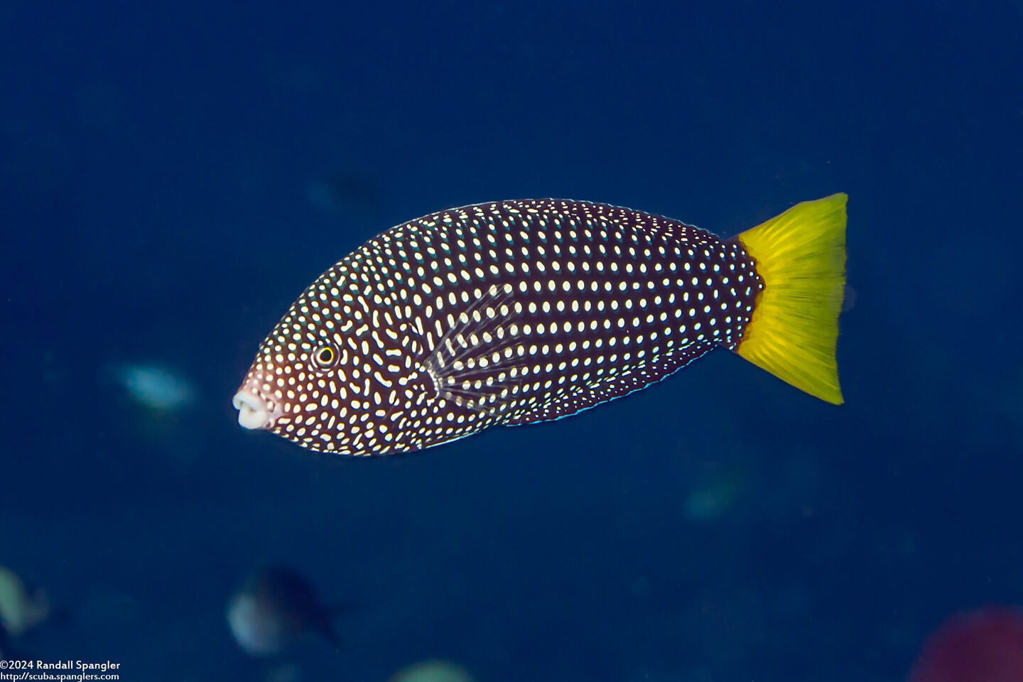 Anampses meleagrides (Yellowtail Wrasse)