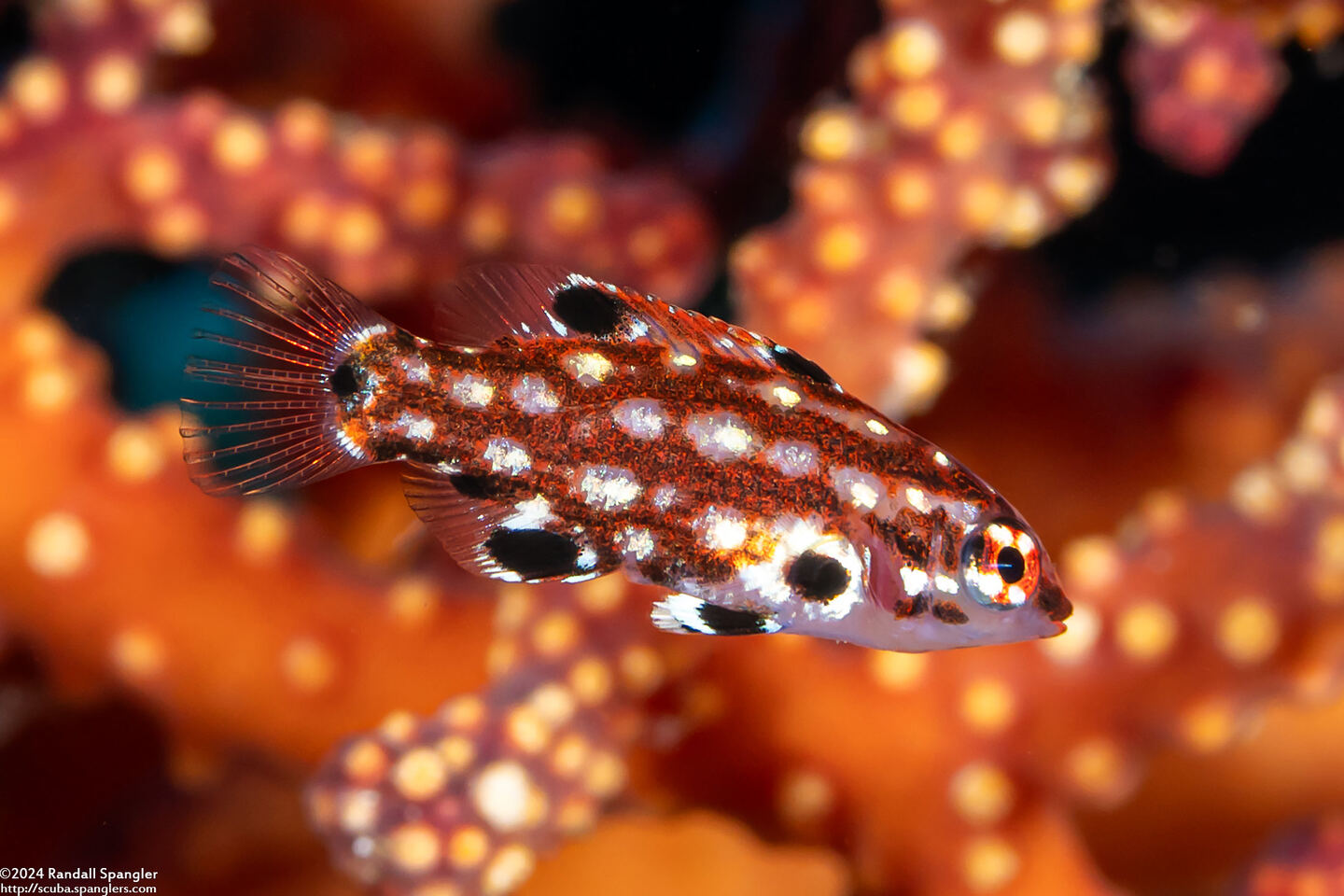 Bodianus dictynna (Redfin Hogfish)