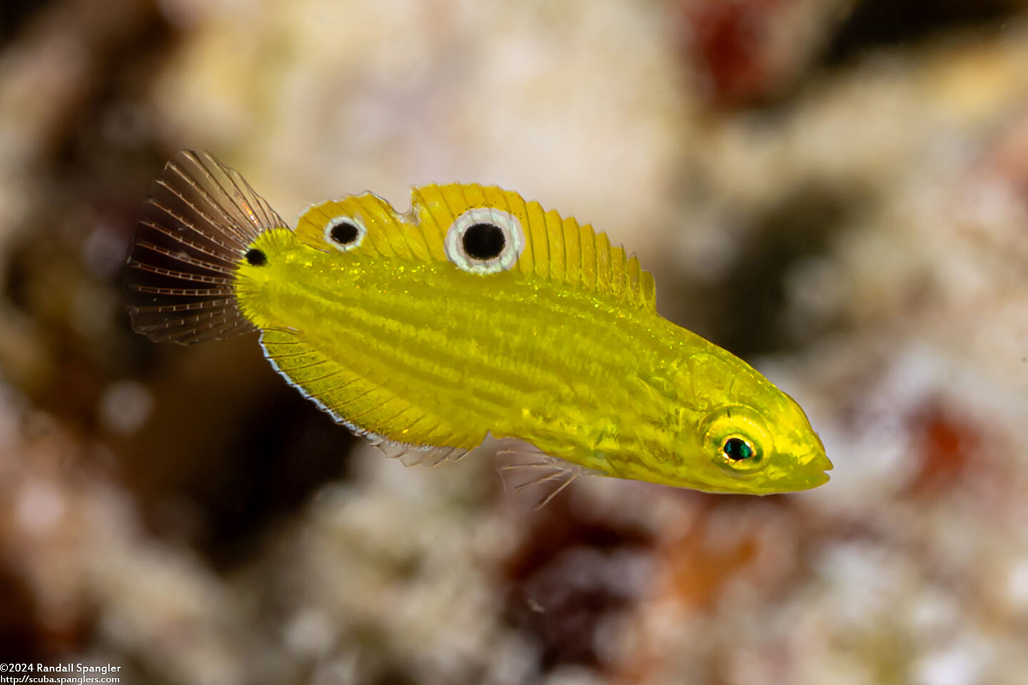 Halichoeres chrysus (Canary Wrasse)